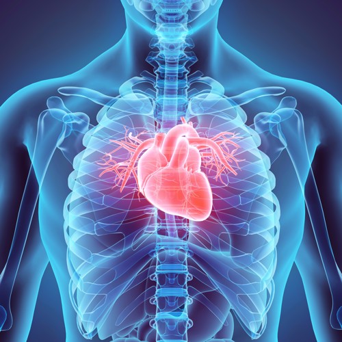 3d,Illustration,Of,Heart,-,Part,Of,Human,Organic.